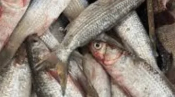 تحديثات الأسعار.. قائمة تكلفة الجمبري والمأكولات البحرية في الأسواق المصرية بمختلف أنواعها